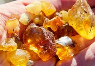 Schutzstation Wattenmeer e.V.