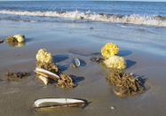 Schutzstation Wattenmeer e.V.