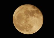 Schutzstation Wattenmeer e. V.