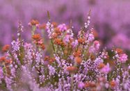 Schutzstation Wattenmeer e. V.